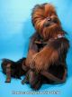 Backpack: Star Wars - Chewbacca Back Buddy